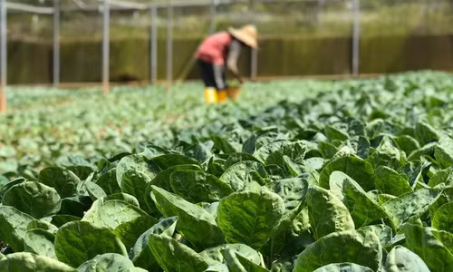 Rau VietGAP phủ chưa tới 1% diện tích, Bộ Nông nghiệp xây dựng tiêu chuẩn mới