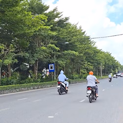 Cần Thơ kiểm tra lại các dự án liên quan Công ty Cây xanh Công Minh
