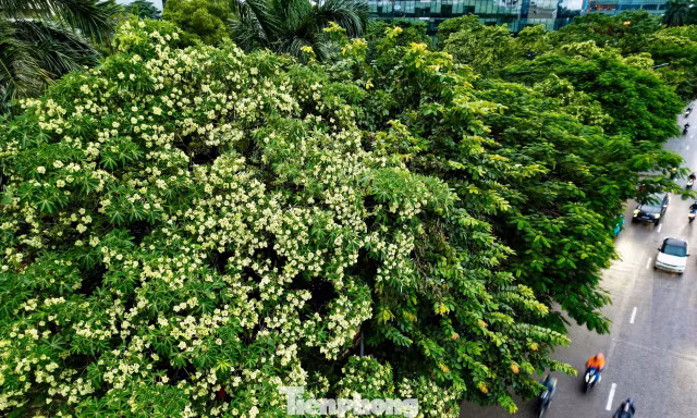 Vừa 'chạm đông', Hà Nội vẫn say trong hương hoa sữa