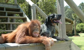 Tình bạn của đười ươi và chó - nỗi đau được xoa dịu khi chăm sóc người khác 