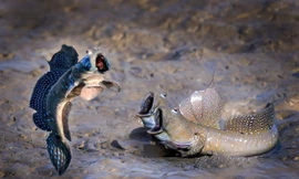 Những biểu cảm hài hước của động vật có thể giúp bạn "thổi bay" ngày buồn chán