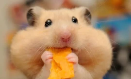 Những lầm tưởng ngây ngô của con người về động vật, ví dụ chuột thích ăn phô mai