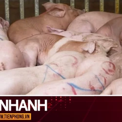 TIN NHANH: Ăn phải thịt lợn nhiễm tả châu Phi sẽ nguy hiểm thế nào?