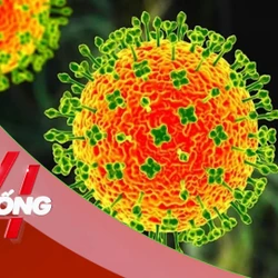 NHỊP SỐNG 24: Virus Nipah có thật sự đáng sợ - chuyên gia phân tích điều quan trọng nhất