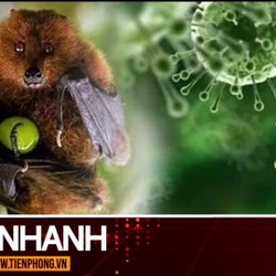 TIN NHANH: Bộ Y tế thông tin về dịch bệnh do virus Nipah và các biện pháp phòng chống