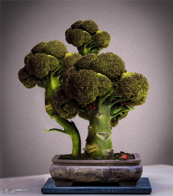 Ít ai biết rằng súp lơ cũng có thể được làm bonsai trang trí. Ảnh: lamsao.com