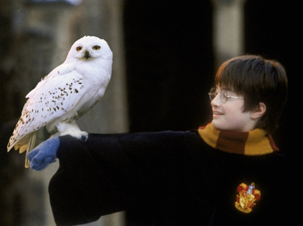 Harry Potter và cú Hedwig – nhân vật cũng được yêu mến không kém gì chủ nhân của nó.