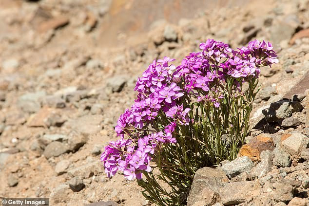 Ở Mỹ và Canada, vào tháng 4 hàng năm, hoa Phlox sẽ nở rộ tạo thành một tấm thảm hồng trên mặt đất. Ở Mỹ và Canada, vào tháng 4 hàng năm, hoa Phlox sẽ nở rộ tạo thành một tấm thảm hồng trên mặt đất.