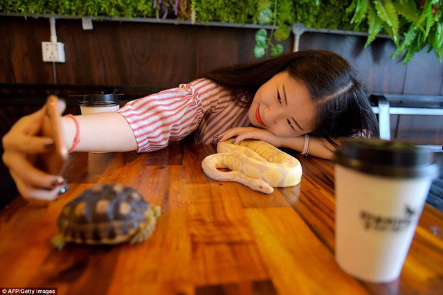 Quán cafe với nhiều loài bò sát đầu tiên ở Campuchia thu hút đông đảo thực khách là giới trẻ Quán cafe với nhiều loài bò sát đầu tiên ở Campuchia thu hút đông đảo thực khách là giới trẻ