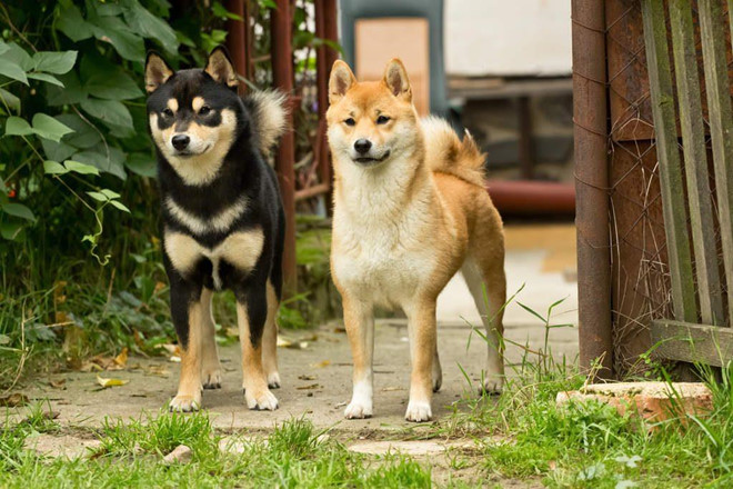 Giống chó Shiba Inu được công nhận là Di tích tự nhiên của Nhật Bản từ năm 1936. Giống chó Shiba Inu được công nhận là Di tích tự nhiên của Nhật Bản từ năm 1936.