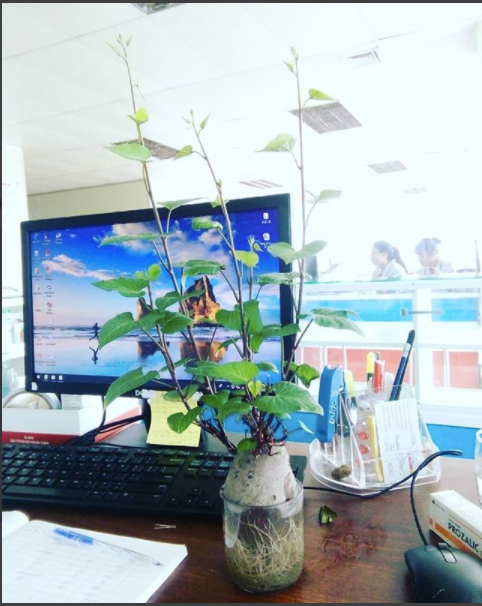 Chưa bao giờ trồng bonsai lại đơn giản và độc đáo đến thế. Ảnh: ngoc_vu_rubywjn