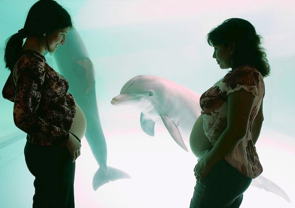 Ảnh: Dolphinway. Ảnh: Dolphinway.