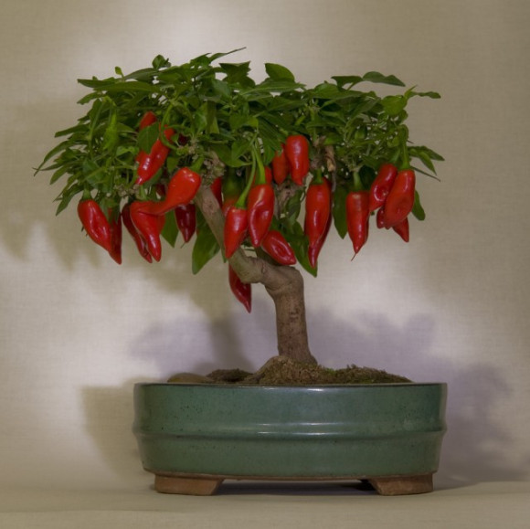 Bonsai ớt khiến ai cũng phải say mê ngắm nhìn. Ảnh: lamsao.com