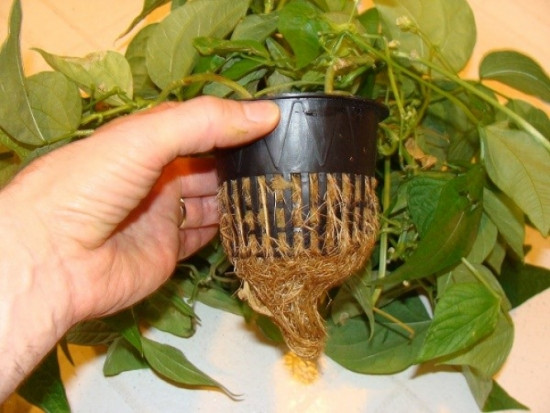 Nhiều người phải ngạc nhiên trước chậu bonsai củ đậu này. Ảnh: tintuc.vn