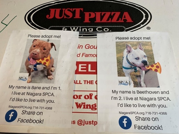 Những bức ảnh chó cùng lời giới thiệu được đính lên hộp đựng pizza.