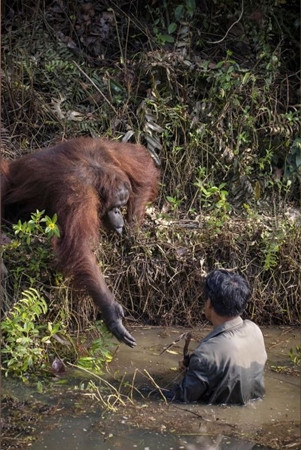 Chú đười ươi chìa tay ra giúp người đang ở dưới đầm nước.