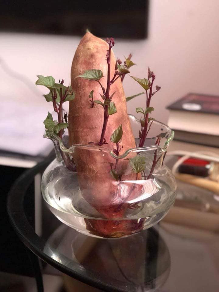 Chậu bonsai từ khoai lang mọc mầm được trang trí trong phòng khách. Ảnh: FB Lê Thị Phương