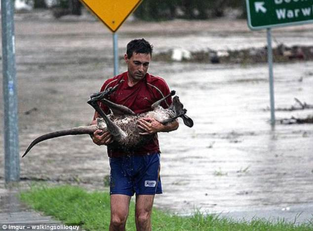 Trong một trận lụt xảy ra ở Australia, một người đàn ông đã kịp thời giải cứu chú chuột túi kangaroo bị thương suýt bị cuốn trôi. Trong một trận lụt xảy ra ở Australia, một người đàn ông đã kịp thời giải cứu chú chuột túi kangaroo bị thương suýt bị cuốn trôi.