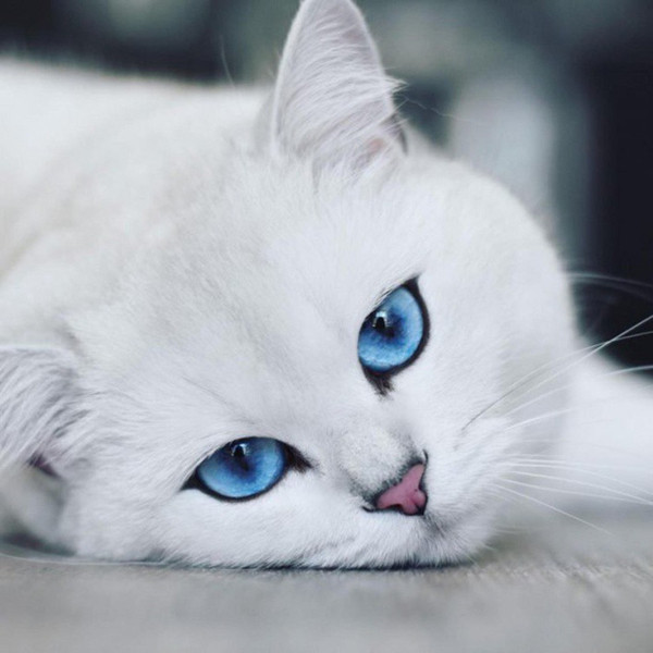 Coby là chú mèo nổi tiếng nhất trên mạng xã hội cho tới hiện nay.