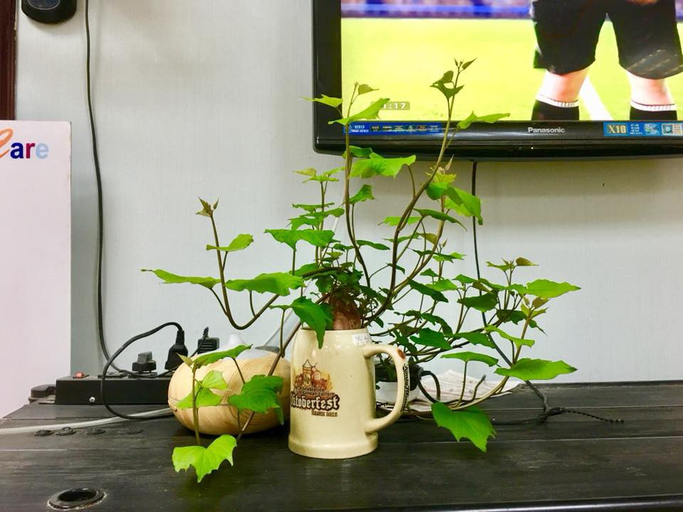 Một chậu bonsai khoai rất độc và lạ được trang trí trong gia đình. Ảnh: facebook Dao Le