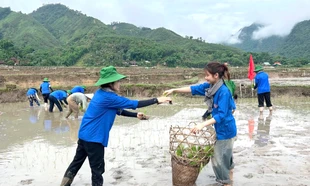 Sinh viên tình nguyện xuống đồng cấy lúa giúp nhiều hộ gia đình khó khăn