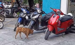 Phạt đến 2 triệu đồng, chó thả rông vẫn 'nhông nhông' ngoài đường và công viên