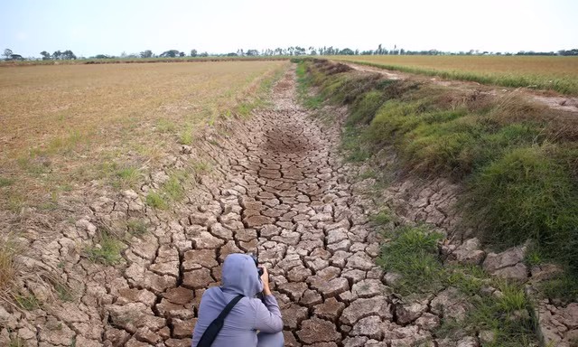Xâm nhập mặn có thể vào sâu nhất 70km ở ĐBSCL