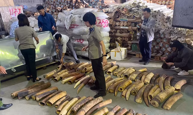Việt Nam tiêu huỷ nhiều tấn ngà voi, vảy tê tê, xương sư tử