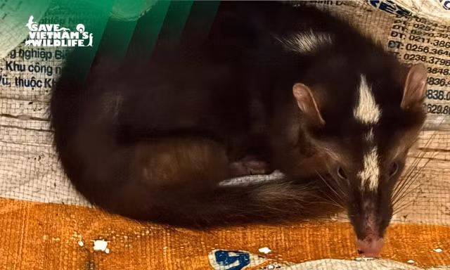 Cứu hộ thành công nhiều động vật quý hiếm