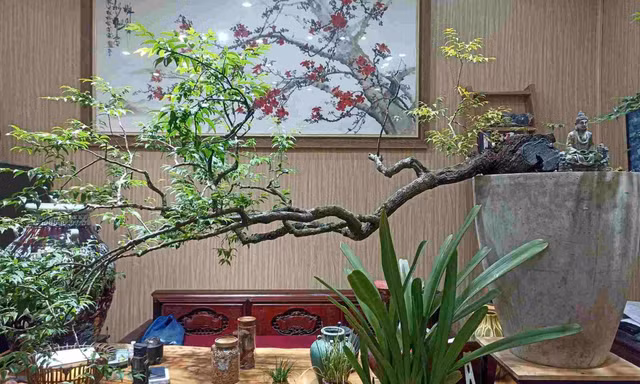 Vì sao nghiêm cấm khai thác, buôn bán cây Muội hồng?