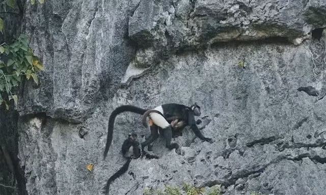 Cảnh báo nóng, tận diệt cây Muội hồng có thể đẩy Voọc mông trắng tuyệt chủng