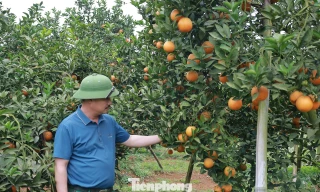 Những ngày nhộn nhịp ở thủ phủ cam Cao Phong