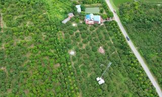 'Cây làm giàu' là cây gì mà bao phủ cả một xã ở Phú Thọ? 