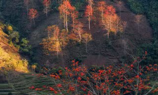 Hoa gạo 'thắp lửa' khắp núi rừng Tây Bắc 