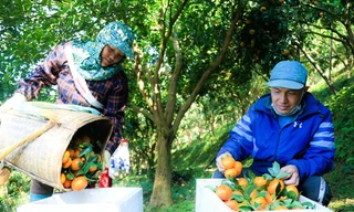 'Đánh thức' quýt cổ Nam Sơn giúp người dân đổi đời