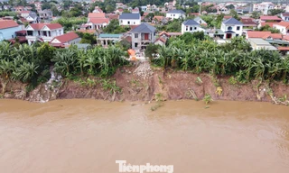 Phú Thọ xây dựng công trình khẩn cấp chống sạt lở đê sông Lô