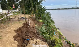 Lại sạt lở nghiêm trọng bờ sông Thao qua Phú Thọ, đe dọa khu dân cư đông đúc