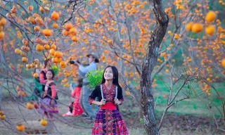 Thích mê vườn hồng trĩu quả, chín mọng giữa lòng Mộc Châu 