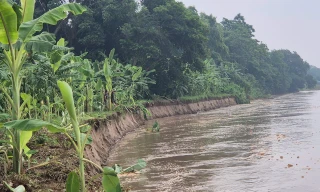 Bờ sông Thao sạt lở nghiêm trọng