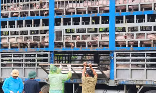 Công an Phú Thọ thu giữ, tiêu hủy 17 tấn lợn nhiễm dịch tả lợn Châu Phi