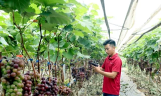 Những mô hình giảm nghèo, vươn lên giàu có từ nông nghiệp của thanh niên Sơn La