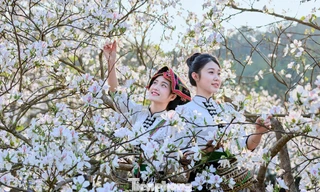 Hoa ban nở trắng đất trời Sơn La 