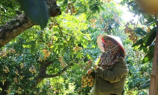 Phú Thọ phấn đấu giảm tỷ lệ hộ nghèo xuống 2,75% vào cuối năm 2025