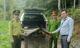 Động vật nguy cấp được thả về rừng Tam Đảo
