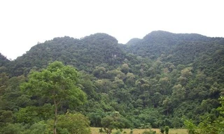 Nghi xuất hiện hổ trong rừng ở Phú Thọ