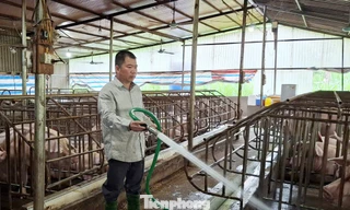 Phú Thọ sẽ quan trắc môi trường chăn nuôi để giảm ô nhiễm 