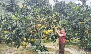 Bí thư bản gieo niềm tin thoát nghèo ở rẻo cao Tây Bắc