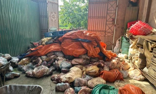 Công an Phú Thọ thu giữ hàng tấn thịt lợn bốc mùi, chủ cơ sở khai định làm lạp xưởng