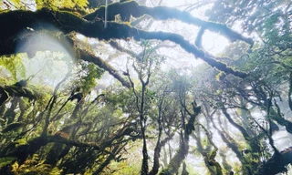 Tận thấy rừng rêu bí ẩn 'bao vây' du khách ở độ cao 2.800m