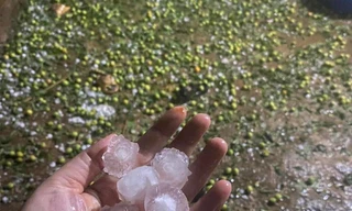 Mưa đá 'tàn phá' hàng trăm ha mận, táo ở Sơn La 